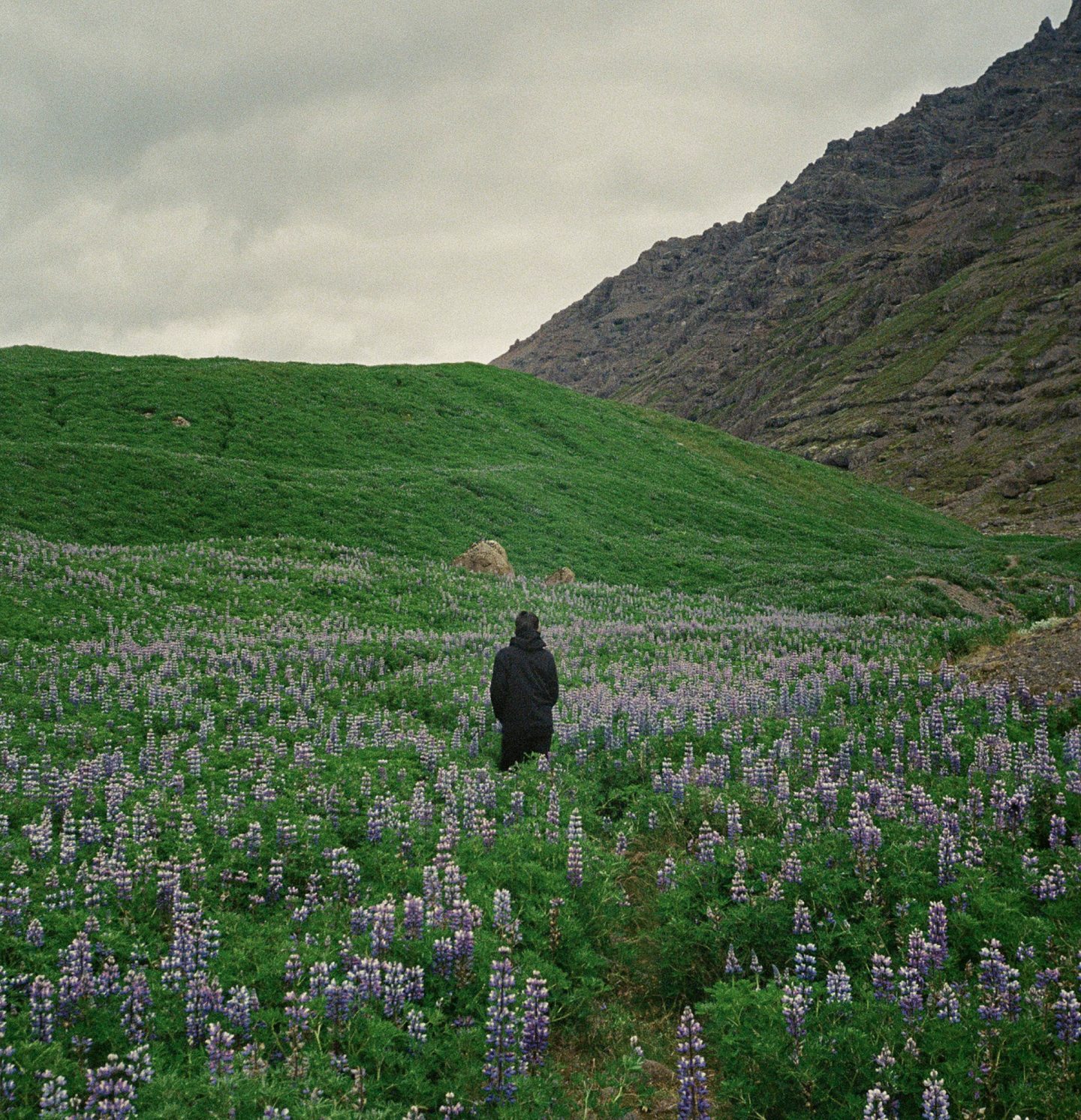 Iceland lupine field